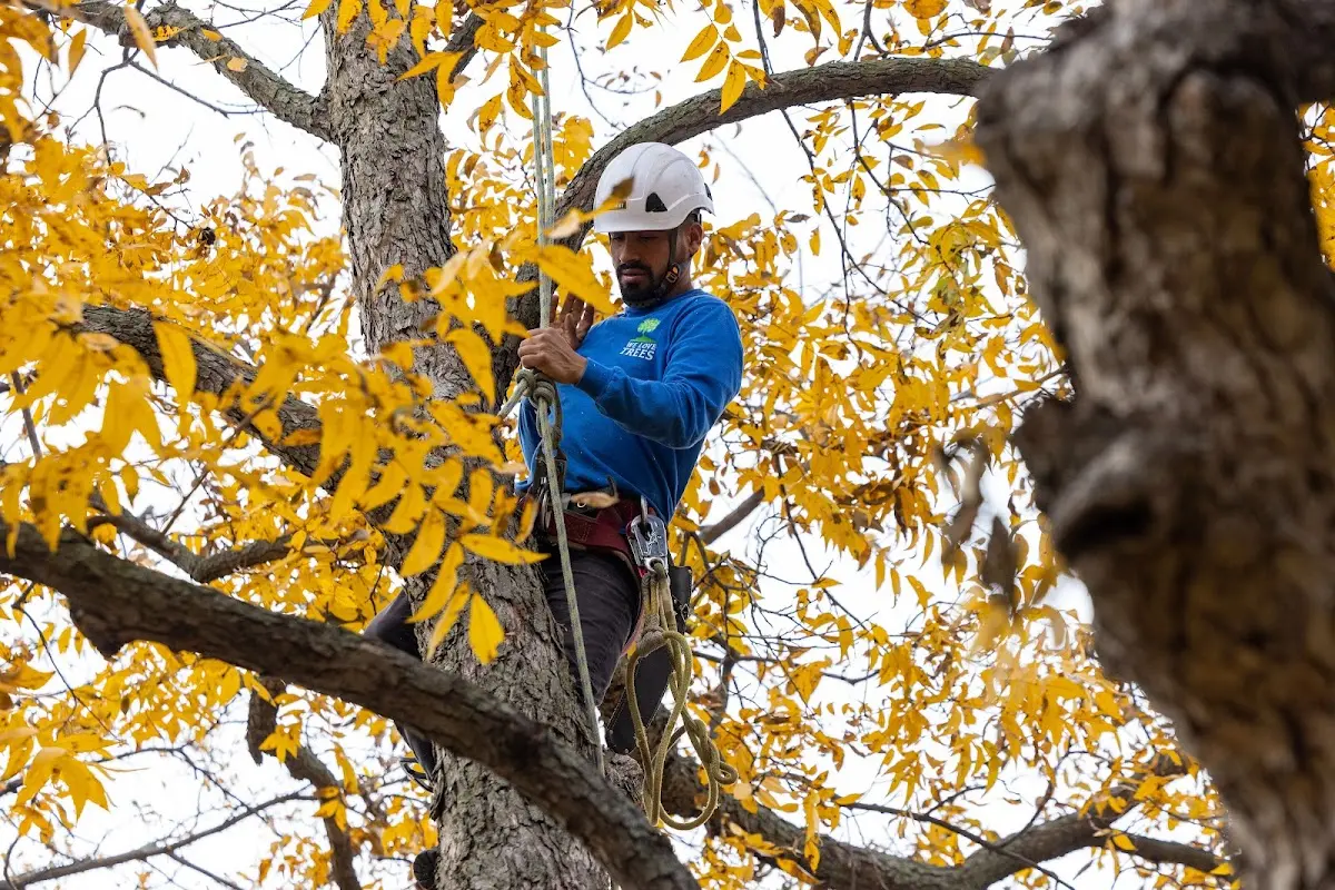 Skilled Tree Trimming crew working in Los Altos
